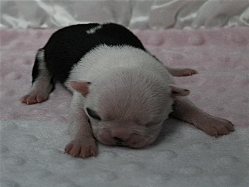 puppy image