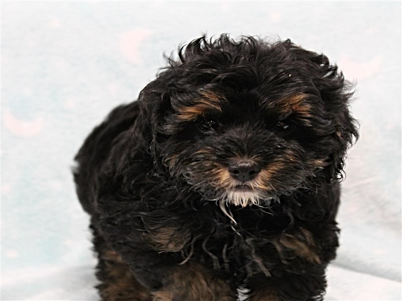puppy image