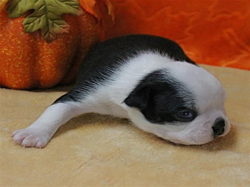 puppy image