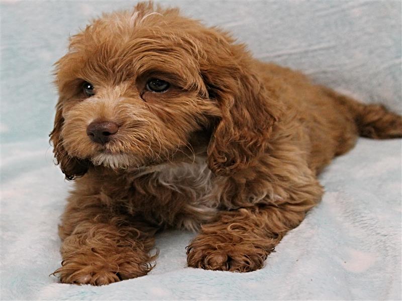 puppy image