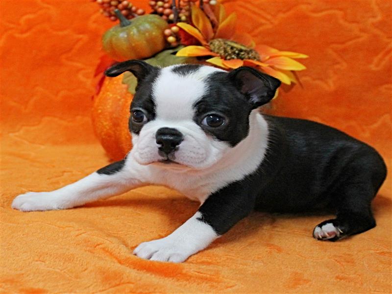 puppy image