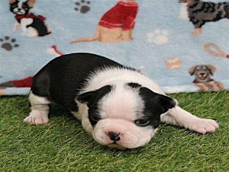 puppy image