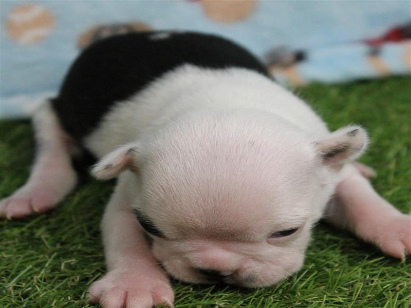 puppy image
