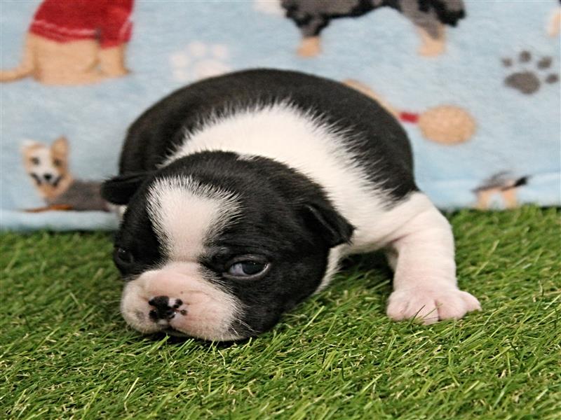 puppy image