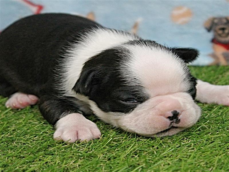 puppy image