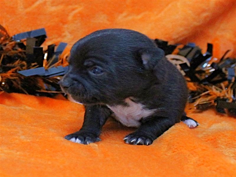 puppy image