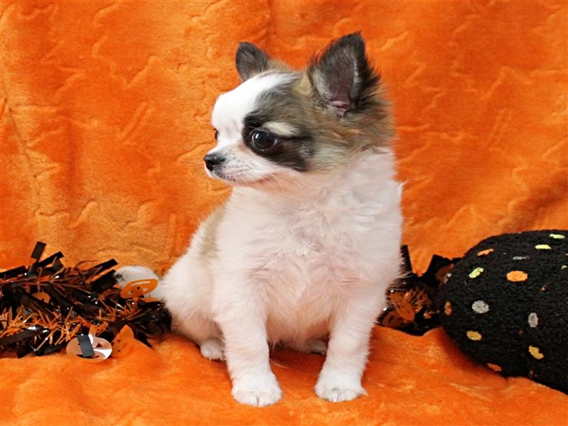 puppy image