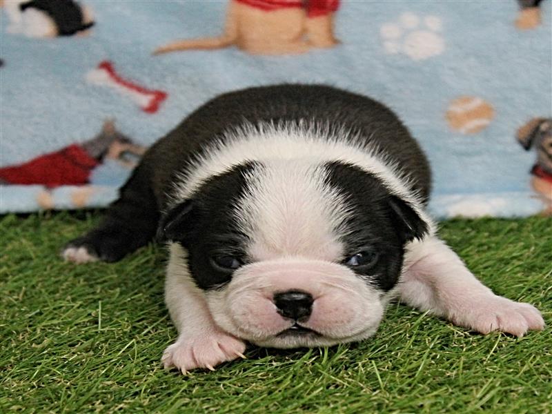 puppy image