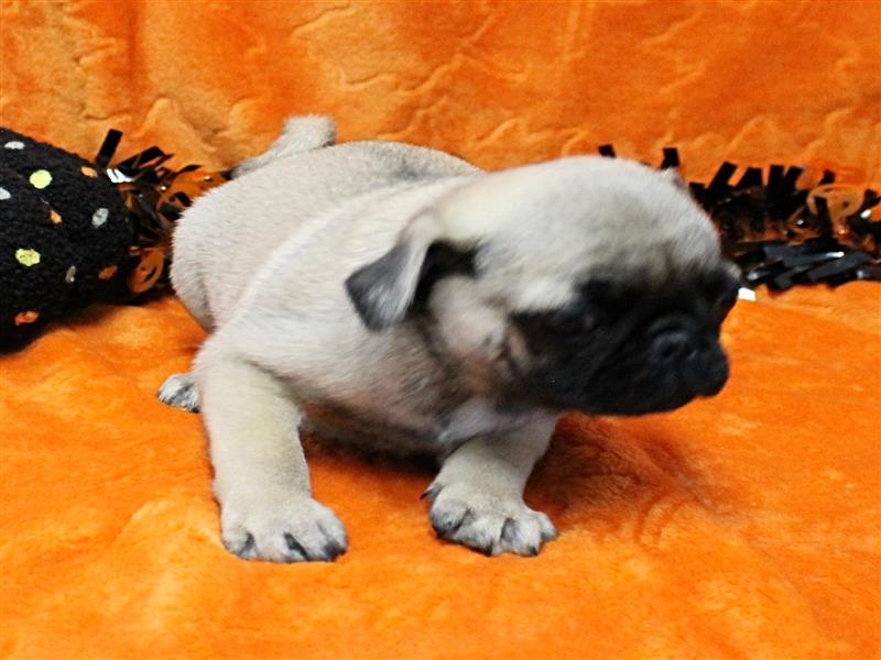puppy image