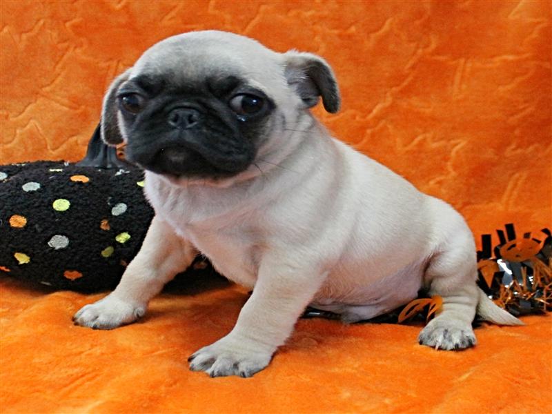 puppy image