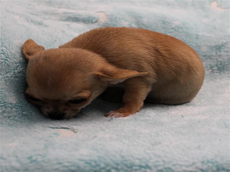 puppy image