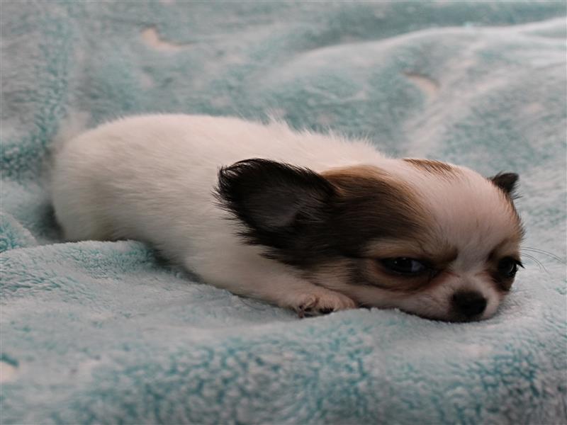 puppy image