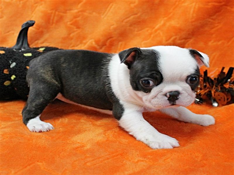 puppy image
