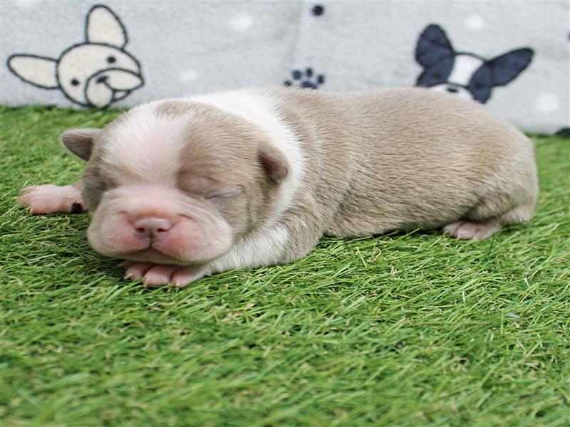 puppy image