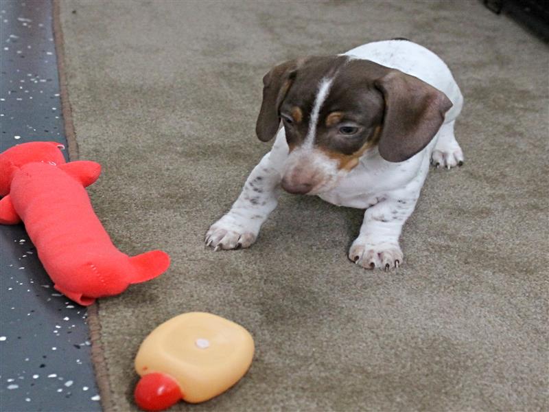 puppy image