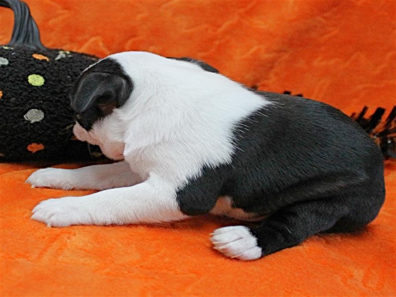 puppy image