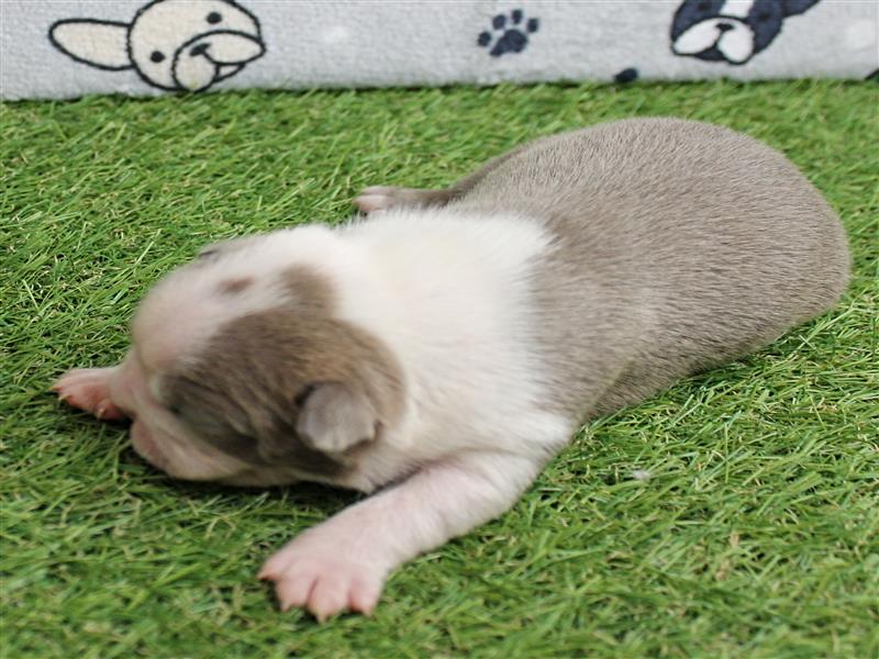 puppy image