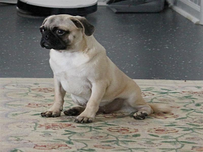 puppy image
