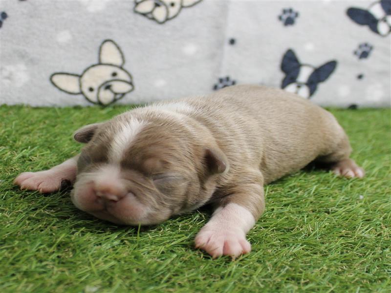 puppy image