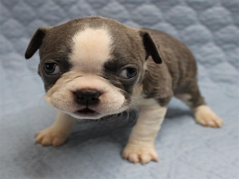 puppy image