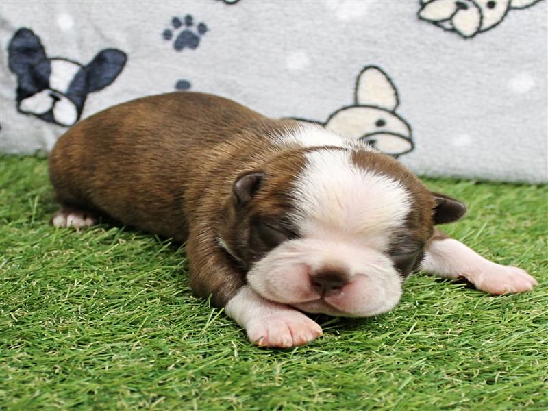 puppy image