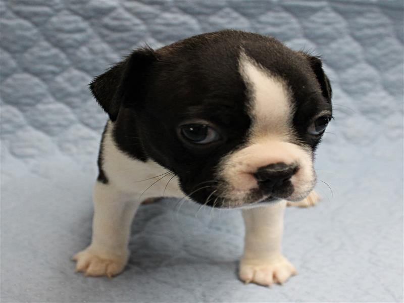 puppy image