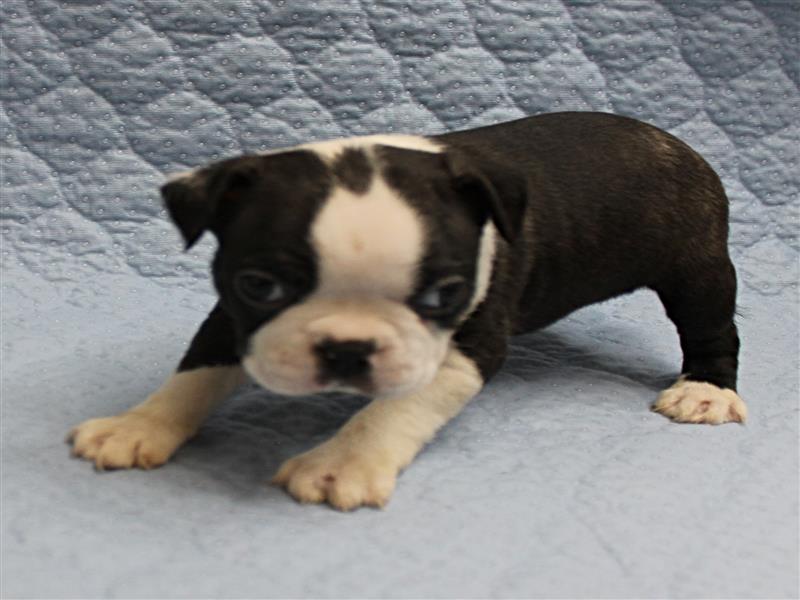 puppy image