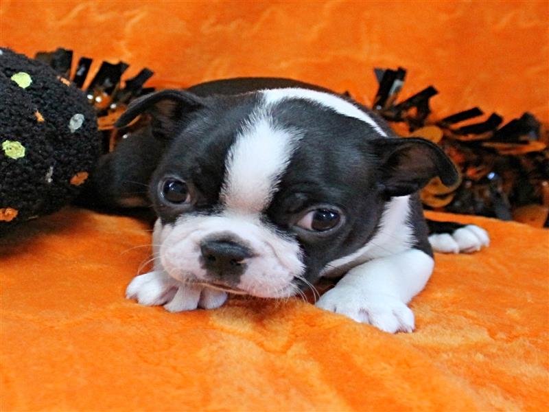 puppy image