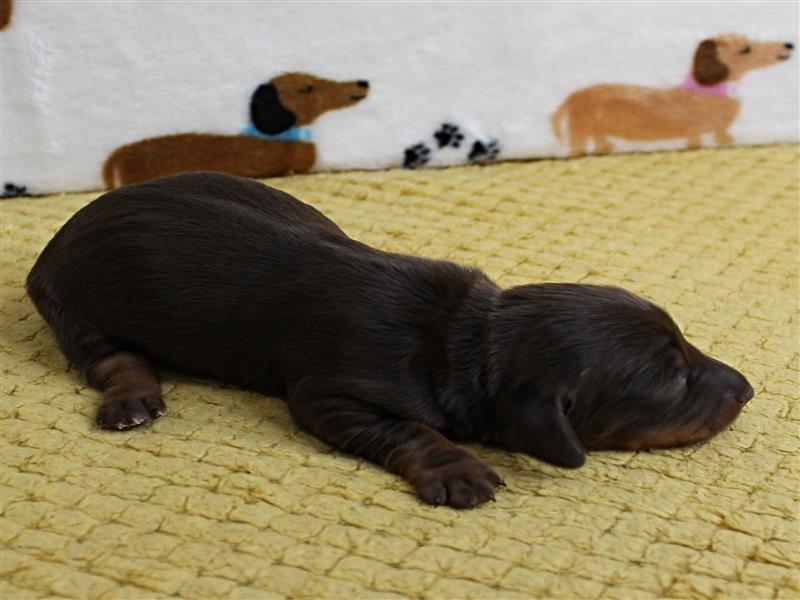 puppy image