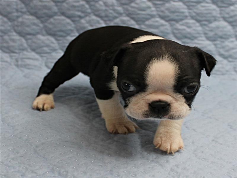 puppy image