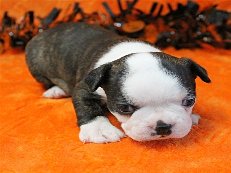 puppy image