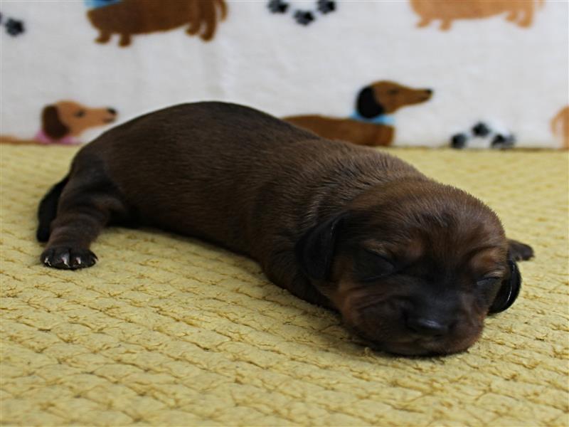 puppy image
