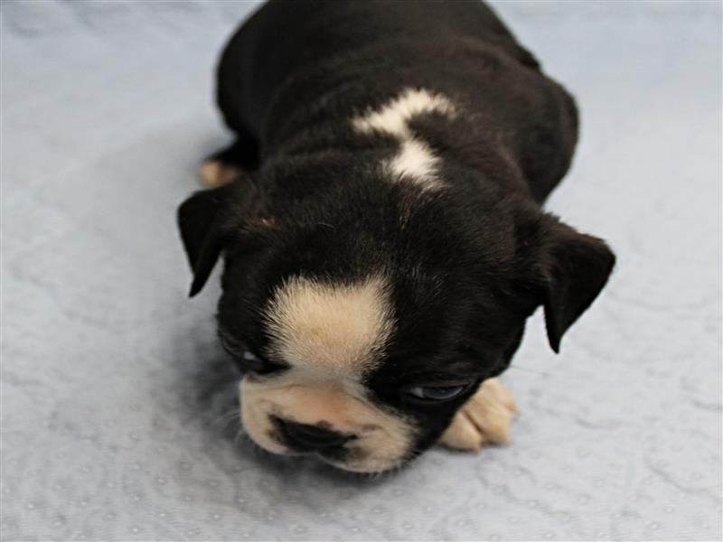 puppy image