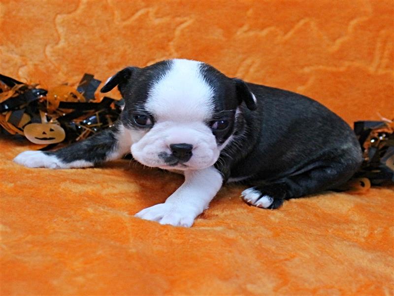 puppy image