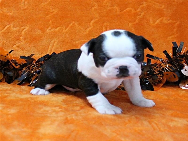 puppy image