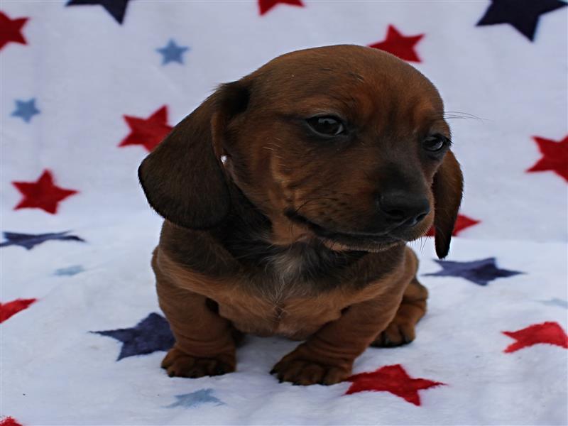 puppy image