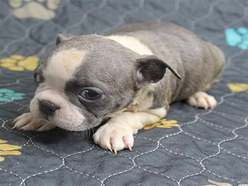 puppy image