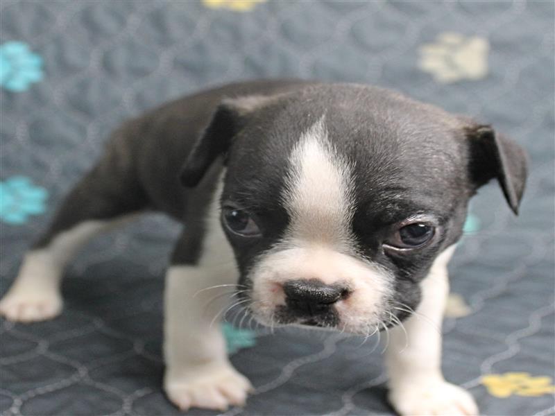 puppy image