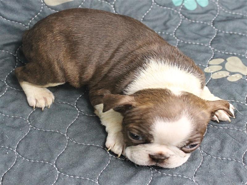 puppy image