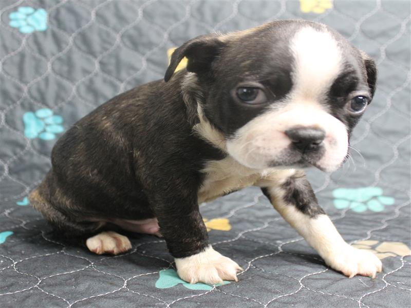 puppy image