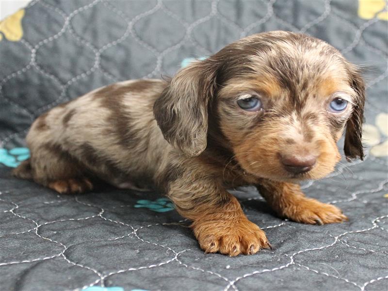 puppy image