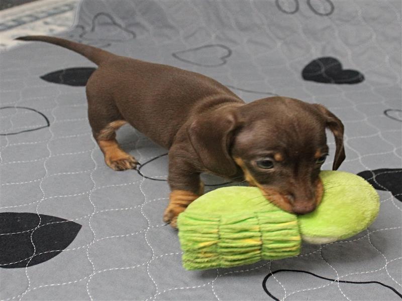 puppy image