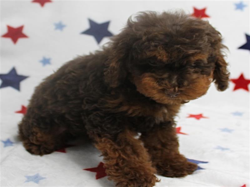 puppy image