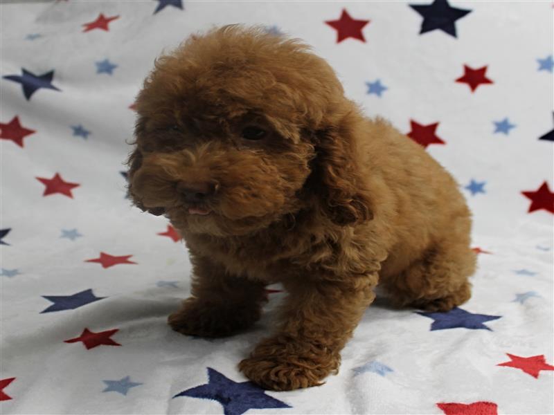 puppy image