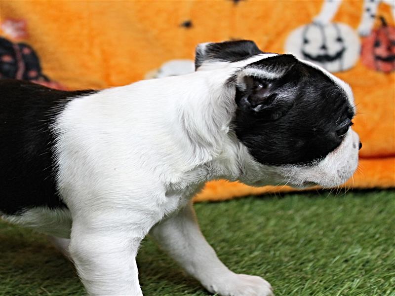 puppy image