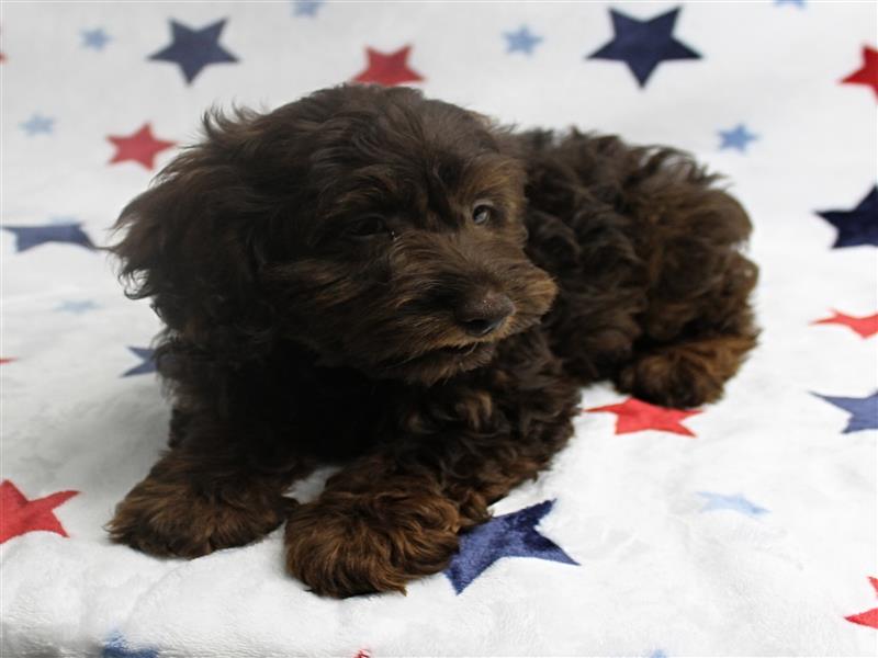 puppy image