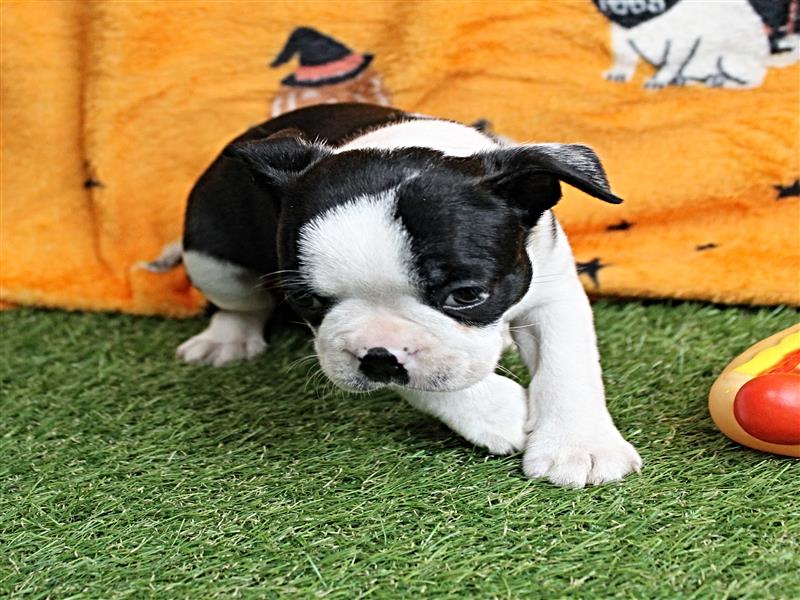 puppy image