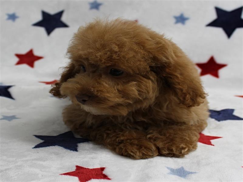 puppy image