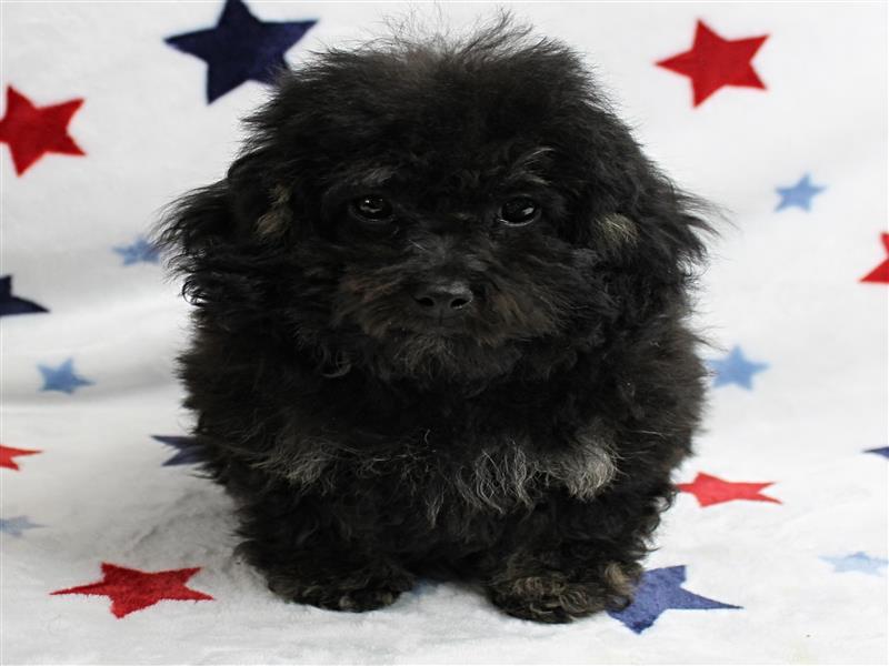 puppy image