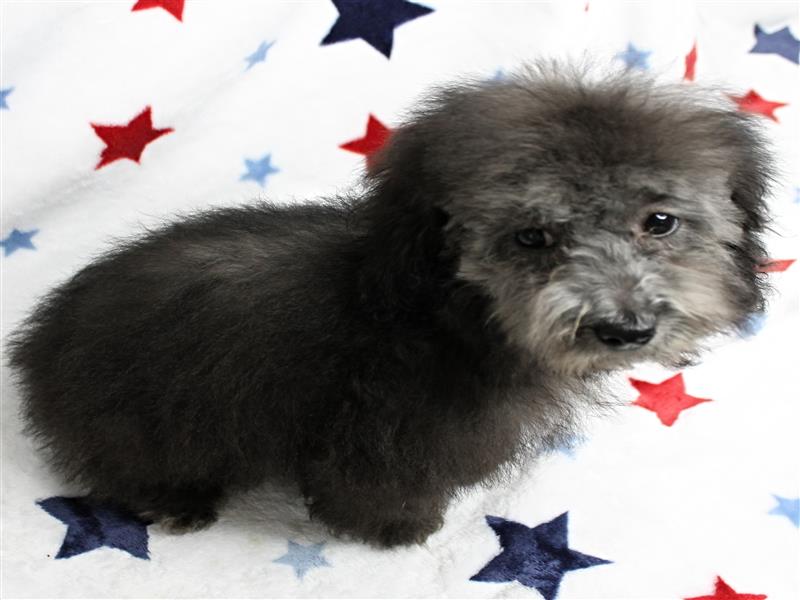 puppy image